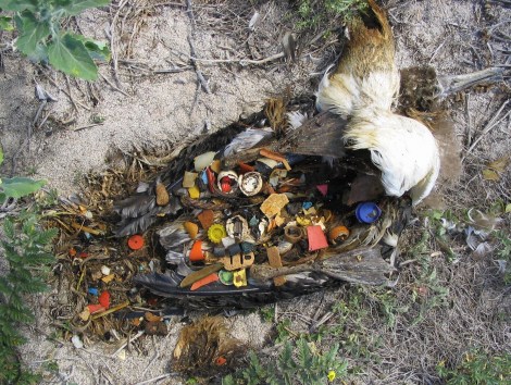 litter hurts albatross