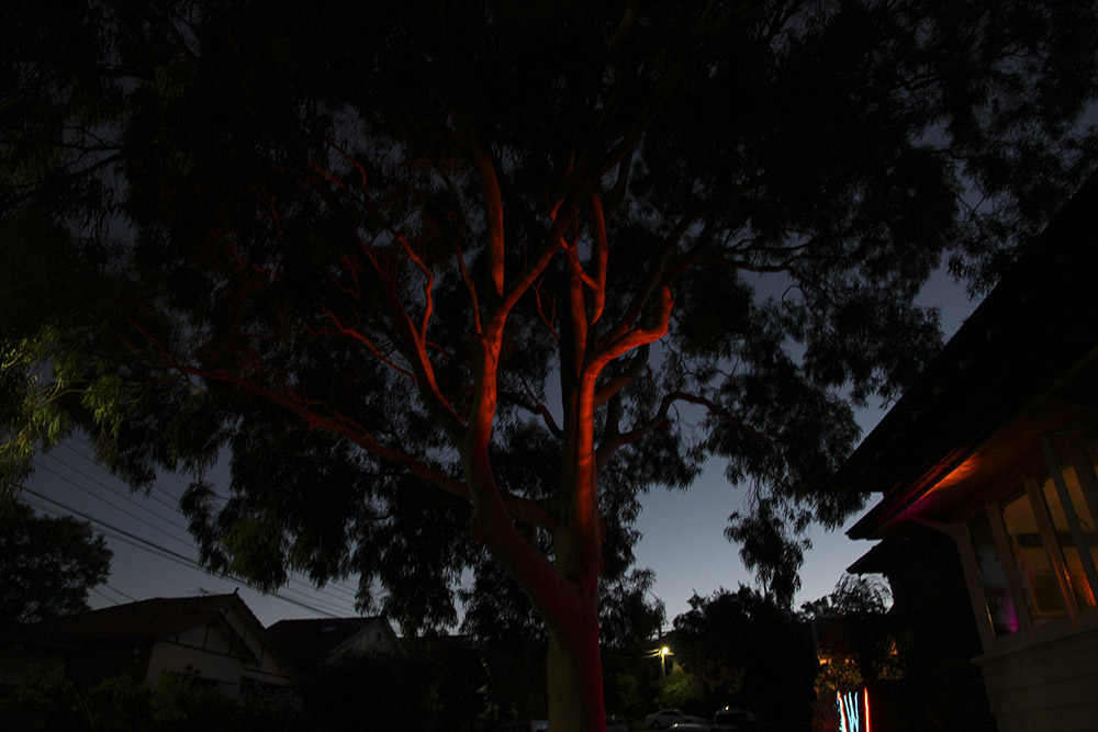Perry Combover, Untitled, 2014. Lights, tree, window