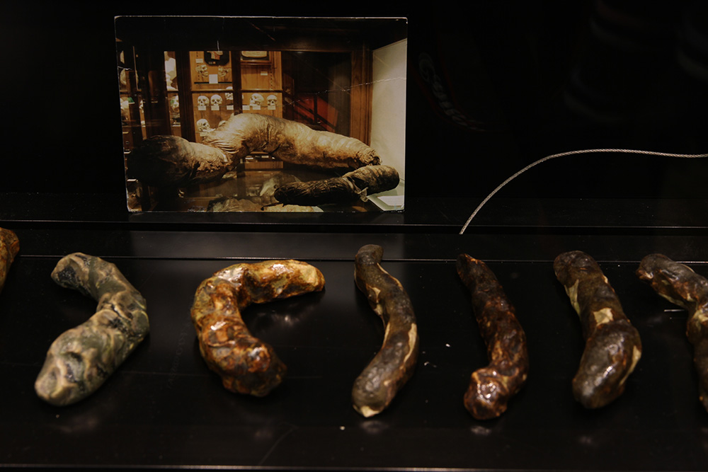 "A Brief Scatological Survey", 2015, curated by jane Polkinghorne. Objects and books from collection of curator