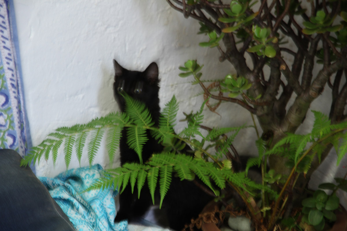 Sarah Goffman, Marrickville Opium Den, 2016. Detail